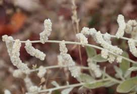 Image result for Aerva javanica