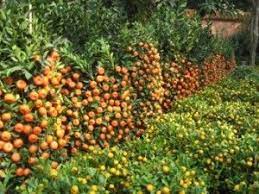 We did not find results for: Great Info On Why Fruit Trees Fail To Bear Iowa State University Horticulture Department Espalier Fruit Trees Fruit Trees Citrus Trees