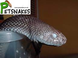 Pin On Petsnakes
