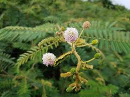 Image result for Mimosa mossambicensis