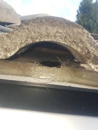 Roof rats can weigh up to 8 ounces and grow up to 16 inches from nose to the end of the tail. Rat Control Vancouver Bc Call For A Free Quote 604 559 9060