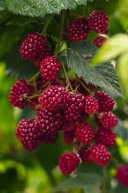 If they can grow there, they can grow nearly anywhere! Joan On Twitter Beautiful Fruits Raspberry Fruit