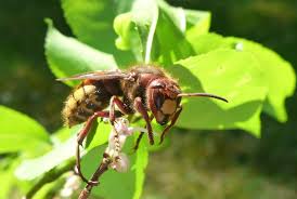 Aziatische hoornaar moet bestreden worden voor hij zich over nederland verspreidt. Hele Grote Wesp Gezien 5 Cm Of Groter Herken De Wespensoort