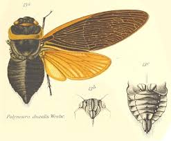 Image result for Eulalia polyneura