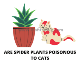 Your article on plants toxic to cats was very helpful. Are Spider Plants Poisonous To Cats Best 4 Important Facts Plantsmug