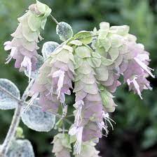 Origanum Dictamnus Dittany Strange Flowers Unusual Flowers Amazing Flowers