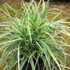 Image result for Ophiopogon