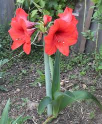 Image result for Hippeastrum