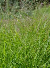 Image result for Eragrostis porosa