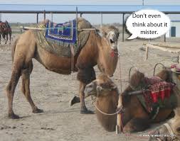 Dromedary camels, which have one hump, and bactrian camels, which have two humps. How To Ride A Camel In Xinjiang And Where It S Worth Doing So