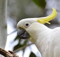 Bird and Pet Store in Rockville Centre | Parrots of the ...