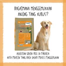 Berikut makanan yang mengandung mineral tinggi, yang bagus untuk tubuh seperti dilansir cokelat atau kakao juga makanan yang mengandung mineral. Bagaimana Menggemukkan Anjing Yang Kurus Raja Petshop