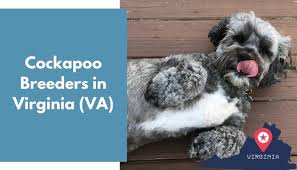 Some interesting facts about cockapoos. 11 Cockapoo Breeders In Virginia Va Cockapoo Puppies For Sale Animalfate