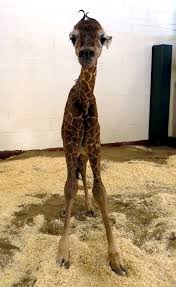 Newborn Reticulated Giraffe Stands Tall At Cheyenne Mountain Zoo Animals Beautiful Animals Giraffe