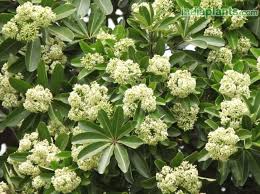 Maybe you would like to learn more about one of these? Indiaplants Com Plant Details