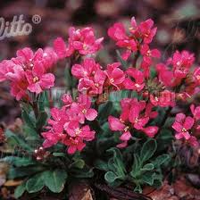 Image result for Arabis