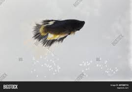 1000 x 1000 jpeg 178 кб. Beautiful Black Betta Image Photo Free Trial Bigstock