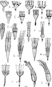 Image result for Combretum cinereopetalum