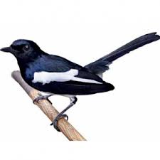Choose from 10+ murai batu graphic resources and download in the form of png, eps, ai or psd. Burung Murai Png 2 Png Image