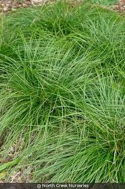 Image result for Carex johnstonii