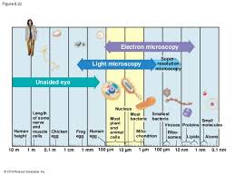 Animal and plant cells did both evolve from a common ancestor. What Can Be Seen With A Light Microscope Socratic