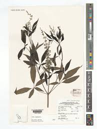 Image result for Nesogenaceae