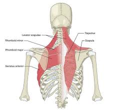 The serratus will posterior tilt the scapula (pulling the shoulder blade flat onto the rib cage), reducing winging of the scapula and reducing stress in the. Shoulder Blades