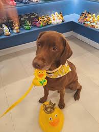 Dogspotting' Is A Group Where People Share Only The Best Unexpected  Encounters With Dogs (50 New Pics)