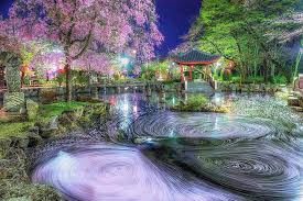 Background bunga sakura joy studio design gallery best sumber : 10 Potret Kecantikan Bunga Sakura Di Jepang Romantis Dan Memesona
