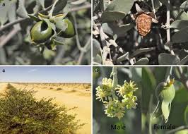 As of today jojoba is in higher demand and production area is very limited. A Review On Plant Importance Biotechnological Aspects And Cultivation Challenges Of Jojoba Plant Biological Research Full Text
