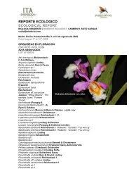 Image result for Malaxis weberbaueriana