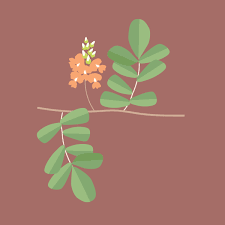 Image result for Indigofera spicata