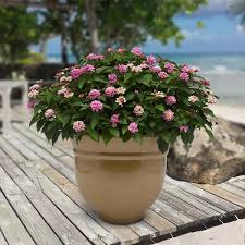 Image result for Lantana