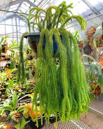 Image result for Huperzia mildbraedii