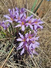 Image result for Xerophyta humilis