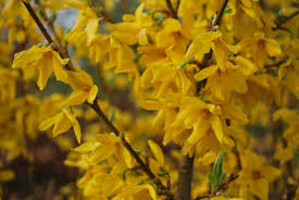 Forsythia Lynwood Variety Shrubs For Sale Uk Letsgoplanting Co Uk