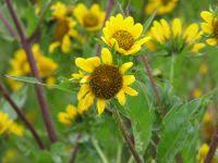 Image result for Bidens baumii