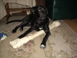 Great pyrenees and lab mix coat. Great Pyrenees Black Lab Mix Puppy Christi Corbett S Blog