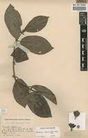 Image result for Sherbournia bignoniiflora