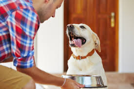 Welcome to pure joy labradors' website! Some Dogs Can T Help Inhaling Kibble And Getting Fat It S In Their Genes The Washington Post
