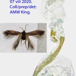 Image result for Stigmella samiatella