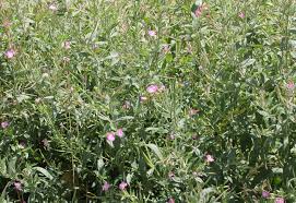 Image result for Epilobium hirsutum