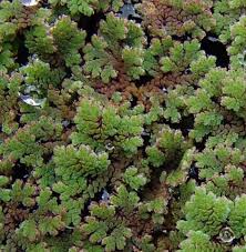 Image result for Azolla filiculoides
