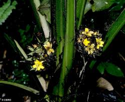 Image result for Molineria