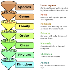 the natural system of classification that has developed