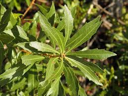 Image result for Myrica serrata