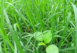 Image result for Digitaria minoriflora