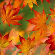 Fall Ipad Wallpapers Top Free Fall Ipad Backgrounds Wallpaperaccess