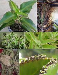 Planta De Aranto Sirve Para Sanar Dano Celular De Diferentes Organos Plants