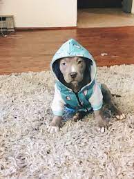 Pitbull Puppy Pitbull Puppy Puppies Pitbulls